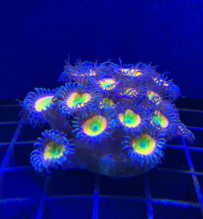 Sunny D / 18 polyp - $110