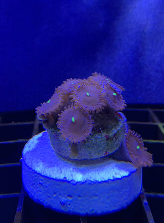 Red People Eaters / 9+ polyp - $45