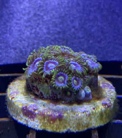 blueberry / 12+ polyp - $35