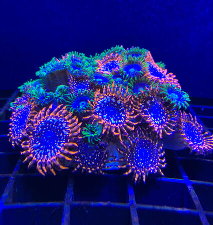 Utter Chaos + Blueberry Small Colony / 50+ polyp - $150