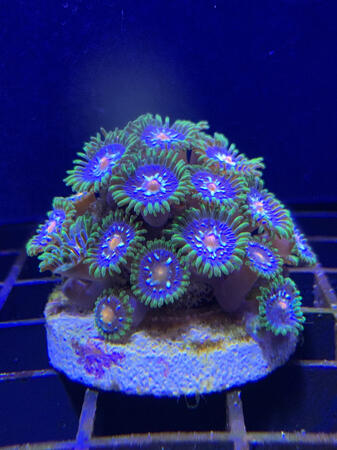 pinwheel / 40+ polyp - $75