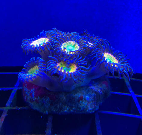 Sunny D / 8 polyp - $60