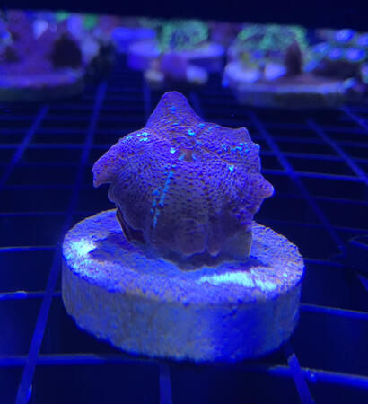 White Stripe Discosoma Mushroom - $10