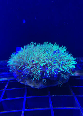 Green Star Polyp (Thin Type) - $25