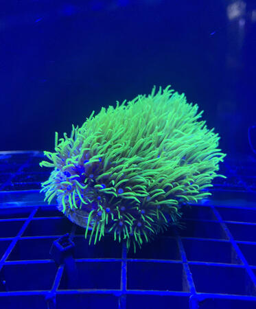 Green Star Polyp (Regular Type) - $25