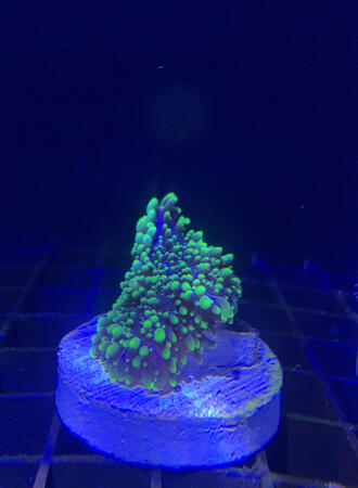 Indo. Neon Green Hairy Mushroom - $40