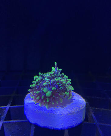 Indo. Neon Green Hairy Mushroom - $40