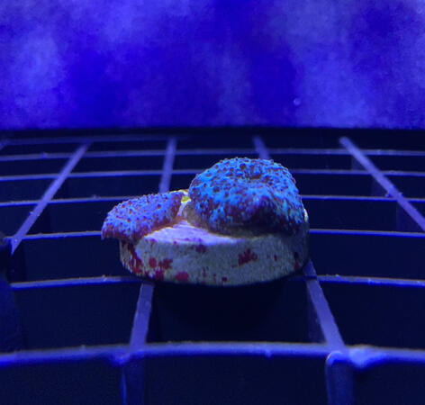 Blue Discosoma / 2 polyp - $10