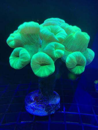 Kryptonite Candy / 14+ polyp - $70