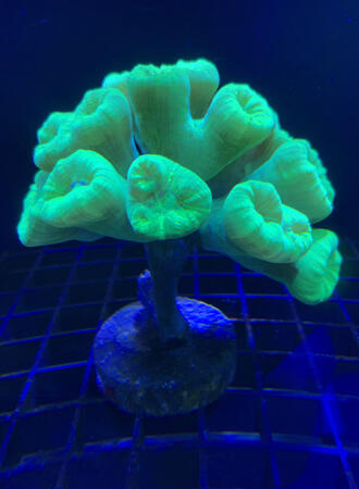 Kryptonite Candy / 14+ polyp - $70